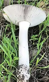 Ringless stem of Amanita vaginata