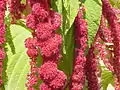 Inflorescences of Amaranthus caudatus (love-lies-bleeding) contain large quantities of betacyanins.