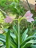 flower and leaves