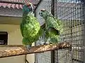 A. f. bodini in an aviary