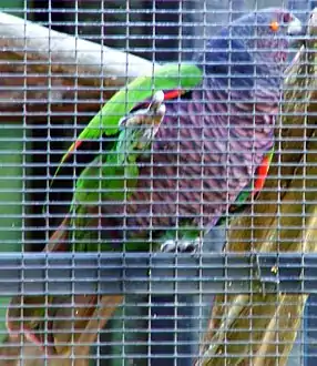 Photo of a mainly violet and green parrot in a cage