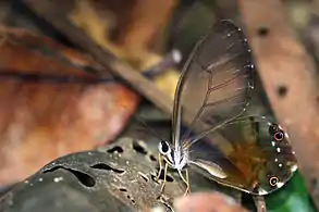 H. p. negranear Cristalino River, Southern Amazon, Brazil