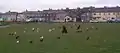 Birds on the grass in the car park leading on to the 'little shore'