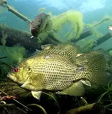 Rock bass