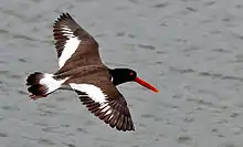 In flight in western Florida