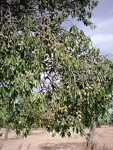 Branch of tree with green fruits.