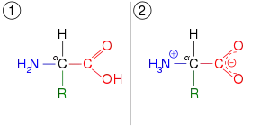 An amino acid, illustrated in two different ionization states. First, it has a neutral amine and neutral carboxylic acid. Second, it has a protonated ammonium cation and deprotonated carboxylate anion.