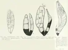 Amorphomyces falagriae