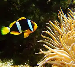 A. clarkii  (Clark's anemonefish)