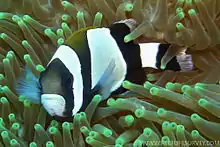 A. latezonatus (wide-band anemonefish)