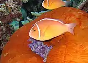 A. perideraion (pink skunk clownfish) showing the distinctive pink body & continuous stripe