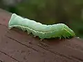 Larva, later instar