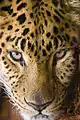 Amur leopard (Panthera pardus orientalis) selected for conservation by the zoo