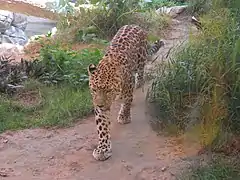 An endangered Arabian leopard, which used to be recorded in the mountainous region of the country