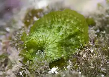 Anadyomene wrightii in Réunion