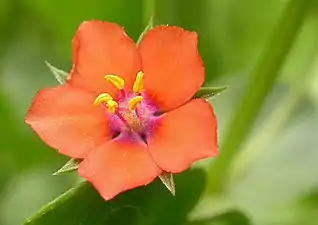 Scarlet Pimpernel (Anagallis arvensis) - flower