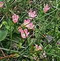 bog pimpernel