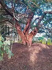 Very old tree in the churchyard