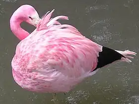 Andean flamingo at Slimbridge WWT, England