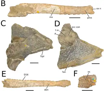 Holotype of Andrianavoay