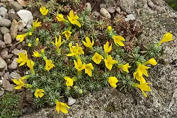 In cultivation in an alpine trough