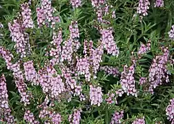 Summer snapdragon - Angelonia angustifolia 'Angel Mist Deep Pink'