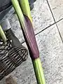 The green stem has a vibrant wine-purple sheath around the stem where it branches. 27 May 2023