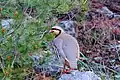 Chukar partridge