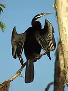 Australian darter