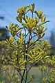 Tall kangaroo paw – yellow flowers.