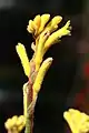 Anigozanthos 'Rambubona'.