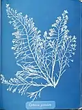 Anna Atkins: "Cystoseira granulata" (cyanotype, 1843)