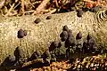 Annulohypoxylon multiforme