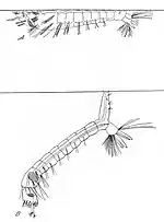 Feeding position of an Anopheles larva (A), culicine larva (B)