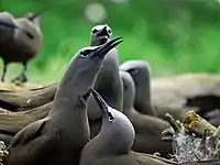 Brown noddies nesting in Tubbataha Reef National Park in the Philippines.