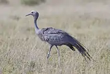 National bird: Blue crane