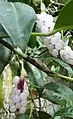 Anthurium scandens fruits and leaves