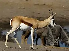 Springbok