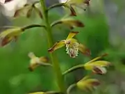 Flower detail