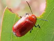 Aporocera (Aporocera) haematodes