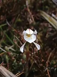 In Kahurangi National Park on alpine tussock land.