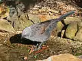 Apostlebird