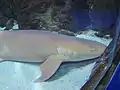 Nurse shark