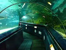 Photo of acrylic tunnels going under a large aquarium