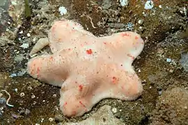 Aquilonastra scobinata in Australia.