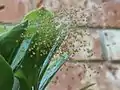 Spiderlings in an orb web