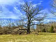 Arbutus Oak wide view