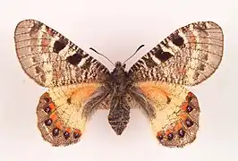 A rubra specimen - Aintab, Turkey, Ulster Museum