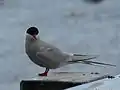 Arctic Tern