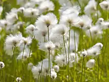 Arctic CottongrassEriophorum scheuchzeriukaliusaq / polar kæruldUkaliusaq, Kæruld